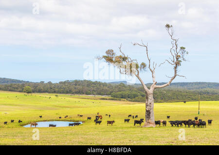 A cattle farm near the towns of Nornalup and Walpole in Western Australia. Stock Photo