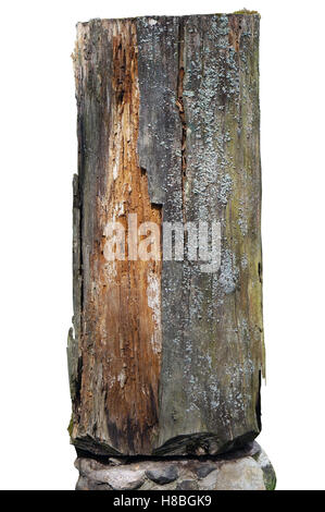 The piece of a mouldering centenary oak trunk is located vertically on the granite base. Isolated with patch Stock Photo