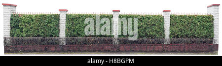 Long fence with columns from white bricks, a steel lattice and filling from coniferous plants. Isolated with patch panoramic col Stock Photo