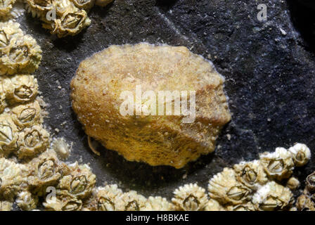 Common Limpet (Patella vulgata) on a rock, North Sea