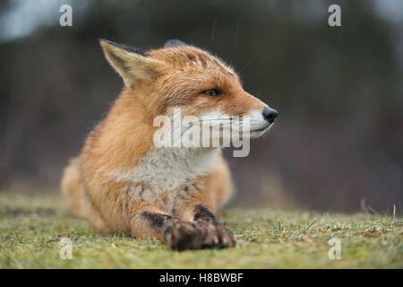 Red Fox / Rotfuchs ( Vulpes vulpes ) lying on the ground, watching aside, setting back its ears, watching concentrated, close-up Stock Photo