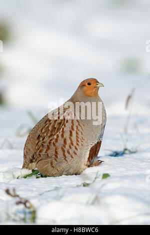 Grey Partridge ( Perdix perdix ) sitting in snow, on snow covered ground, fields,  full body, side view, sunny winter day. Stock Photo