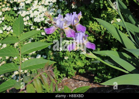 Picture taken in Boston - USA showing naturally growing flowers with beautiful colors and design in the beginning of summer. Stock Photo