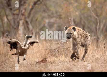 Spotted hyaena chasing vulture Stock Photo