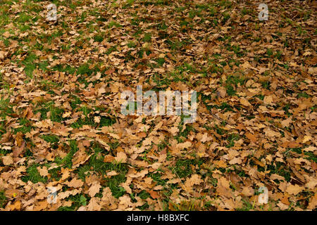 Golden brown fallen leaves of an English oak tree, Quercus robur lying on the grass in autumn, October Stock Photo