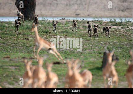 Pack of African wild dogs (Lycaon pictus) chasing impala Stock Photo