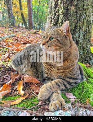 A gray tabby Highland  Lynx cat lying beside a tree in the woods surrounded by the colors of autumn very relaxed, paws crossed. Stock Photo