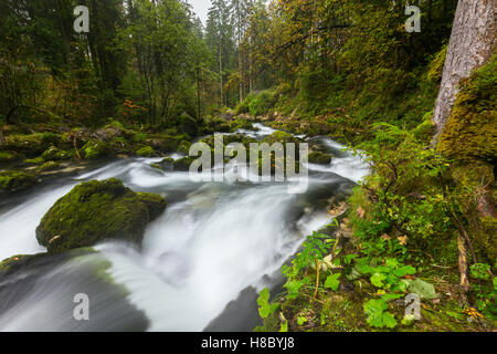 A rapid  mountain creek running deep in a dense forest near Golling an der Salzach in Austria, Europe Stock Photo