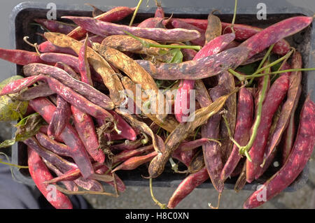 The last of the Borlotti beans picked in the autumn Stock Photo