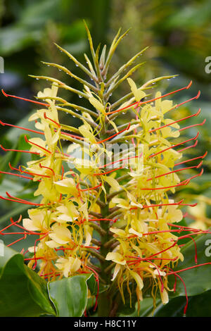 Yellow flower plant with green nature background. Hedychium gardnerianum. Vertical Stock Photo