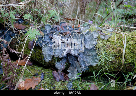 Peltigera canina (the 'dog lichen')on a mossy tree stump Stock Photo