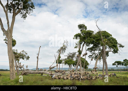 White-backed vultures (Gyps africanus) and Marabou stork (Leptoptilos crumeniferus) feeding on the carcass of an elephant, Stock Photo