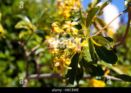 Stunning fragrant flowers of Hymenosporum flavum, or Native Frangipani, a rainforest tree endemic to Australia whose flowers attract honey bees . Stock Photo