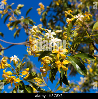 Stunning fragrant flowers of Hymenosporum flavum, or Native Frangipani, a rainforest tree endemic to Australia whose flowers attract honey bees . Stock Photo