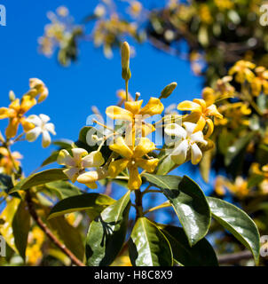 Stunning fragrant flowers of Hymenosporum flavum, or Native Frangipani, a rainforest tree endemic to Australia whose flowers attract honey bees . Stock Photo