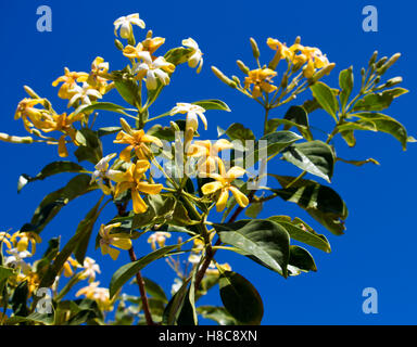 Stunning fragrant flowers of Hymenosporum flavum, or Native Frangipani, a rainforest tree endemic to Australia whose flowers attract honey bees . Stock Photo