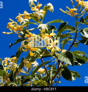 Stunning fragrant flowers of Hymenosporum flavum, or Native Frangipani, a rainforest tree endemic to Australia whose flowers attract honey bees . Stock Photo