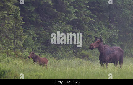 A cow moose and calf grazing in a marsh in Algonquin Park in Canada Stock Photo