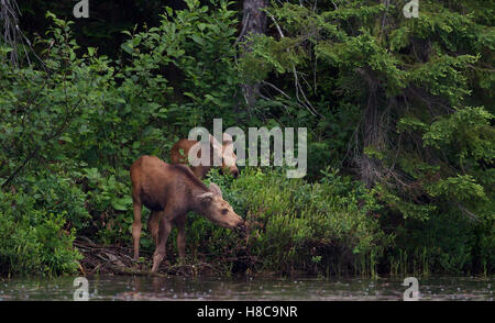 Moose calves by side of lake in Algonquin Park in Canada Stock Photo