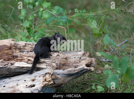 Melanistic Black chipmunk on a log in Canada
