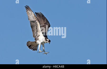 Osprey in flight overhead against a blue sky Stock Photo