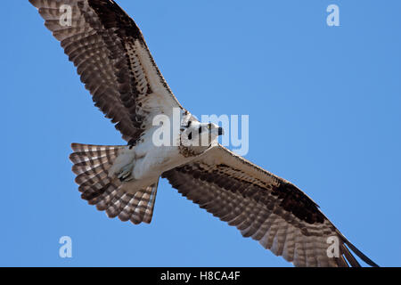 Osprey in flight overhead against a blue sky Stock Photo