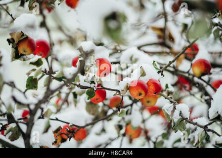 Red apples on branch in snow in winter Stock Photo