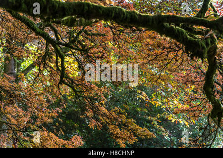 A moss covered branch of a large old redvein enkianthus (Enkianthus campanulatus) in autumn Stock Photo