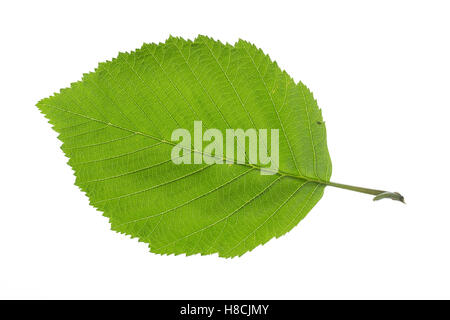 Grau-Erle, Grauerle, Erle, Alnus incana, Grey Alder, Gray Alder, Aulne blanc. Blatt, Blätter, leaf, leaves Stock Photo