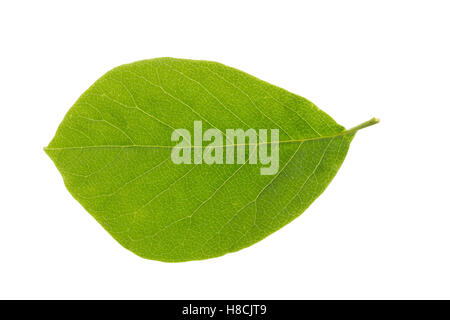 Magnolie, Yulan-Magnolie, Magnolien, Magnolia denudata, lilytree, Yulan magnolia, Magnolia Yulan. Blatt, Blätter, leaf, leaves Stock Photo