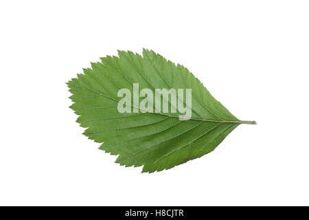 Gewöhnliche Mehlbeere, Mehl-Beere, Sorbus aria, Whitebeam, Alisier blanc, Alouchier. Blatt, Blätter, leaf, leaves Stock Photo