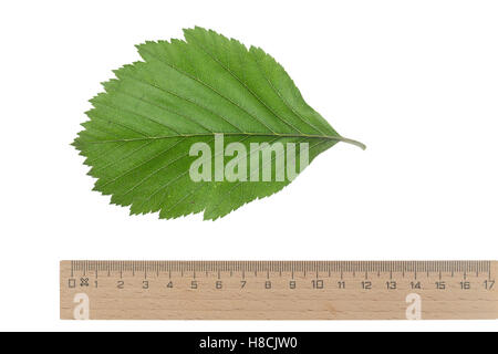 Gewöhnliche Mehlbeere, Mehl-Beere, Sorbus aria, Whitebeam, Alisier blanc, Alouchier. Blatt, Blätter, leaf, leaves Stock Photo