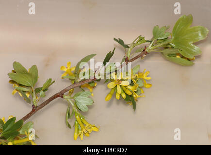 Some blossoms of the Golden currant (Ribes aureum). Stock Photo