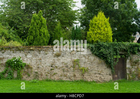 Coldstream, Berwickshire, Scotland on the English border - garden wall near the Tweed. Conifers. Stock Photo