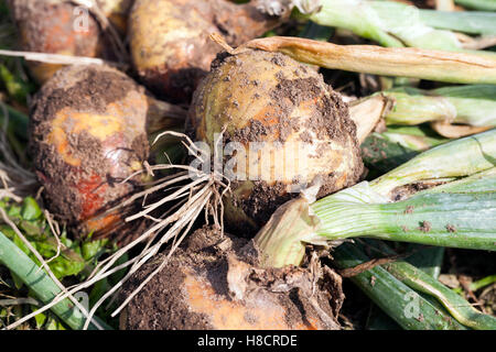 ripe onion head Stock Photo