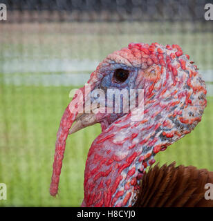 Profile of the head of a domestic tom turkey Stock Photo