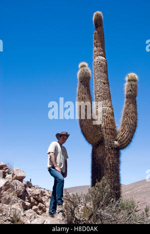 Tourist standing next to a giant cactus in the Atacama Desert, Chile, South America Stock Photo
