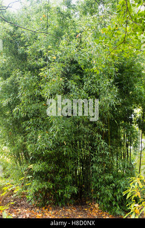 Mature stand of the black stemmed bamboo, Phyllostachys nigra 'Boryana' Stock Photo