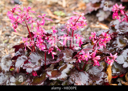 Dark foliage and bright pink November flowers of the woodland perennial, Saxifraga fortunei 'Black Ruby' Stock Photo