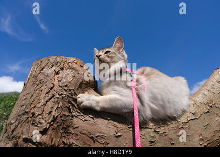 Somali (breed) kitten on a lead for its own safety Stock Photo