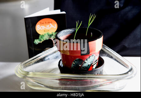 Miniature Bonsai Tree seedlings growing in a small pot and instruction book Stock Photo