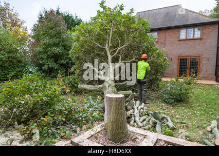 An oak tree in cut down in a garden near a house. The stump is in the foreground with ring in the wood. A lumberjack in hi-viz a Stock Photo