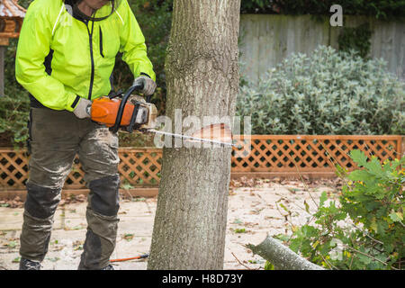 A arborist, tree surgeon with a chain saw cuts into a tree in preparation for felling. The lumberjack is wearing a hi-viz jacket Stock Photo