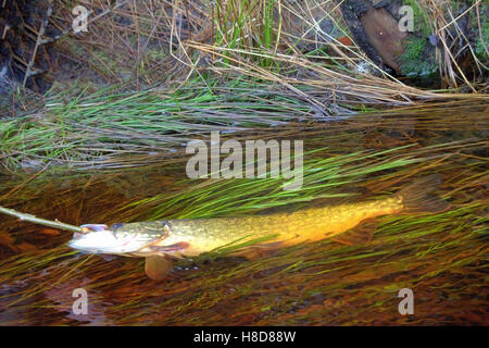 Fresh fish and old ways of its preservation 5. Pike, luce, Esox. Caught fish put on wooden  fish string and placed in running wa Stock Photo