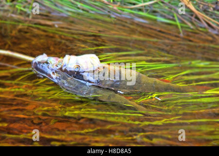 Fresh fish and old ways of its preservation 8.  River perch (Perca fluviatilis). Caught fish put on wooden  fish string and plac Stock Photo
