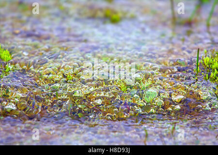 Very interesting phenomenon. Trembling water in tundra filled with air balloons - Arctic colony of Nostoc cyanobacteria (Mare's Stock Photo