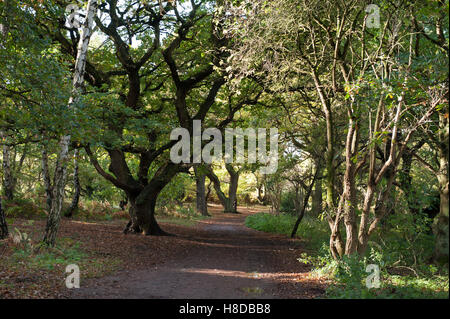 Path through the ancient oaks in Sherwood Forest in autumn Stock Photo