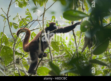 Peruvian Yellow-tailed Woolly Monkey (Oreonax flavicauda) Critically endangered, Montane Rainforest, ca. 2000 m. Eastern Andes, Stock Photo