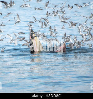 Bryde's whale feeding with seagulls eat small fish from the mouth in Thai gulf Stock Photo