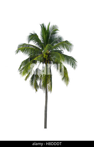 Coconut tree isolated on white background Stock Photo